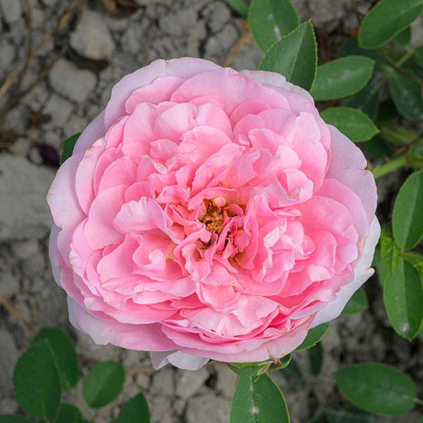 Роза Шраб Принцесса Шарлен де Монако Садовита