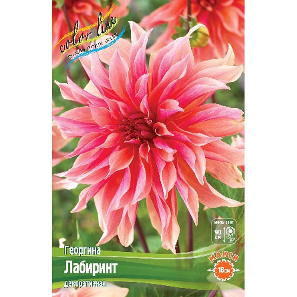 Георгина Лабиринт I 1 шт