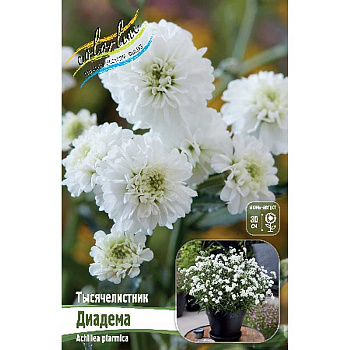 16415 Биг-Пак Тысячелистник Диадема I 25 шт 