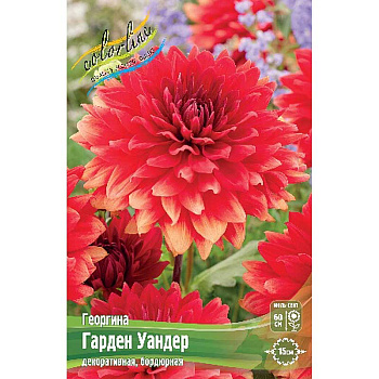 Георгина Гарден Уандер I 15 шт Шоу-бокс 9030