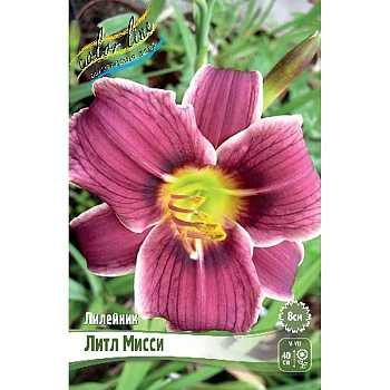 Лилейник Литл Мисси I 1 шт 