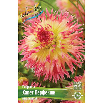 Георгина Хапет Перфекшн I 15 шт Шоу-бокс 13940