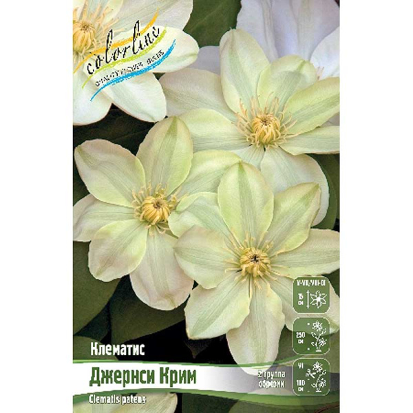 Клематис Джернси Крим I 2 шт