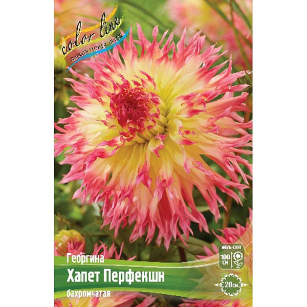 Георгина Хапет Перфекшн I 15 шт Шоу-бокс 13940