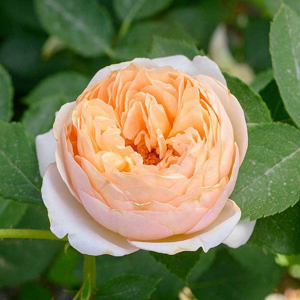 Роза шраб Шарль де Нерво Садовита