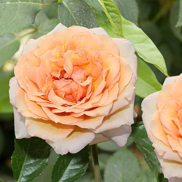 Роза плетистая Барок Садовита