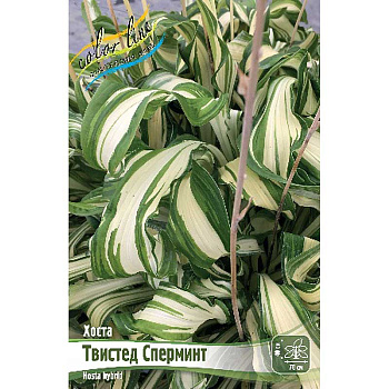 Хоста Твистед Сперминт 1 n 25 шт Биг-Пак 1075