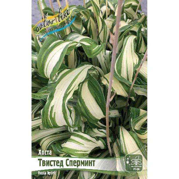 Хоста Твистед Сперминт 1 n 25 шт Биг-Пак 1075