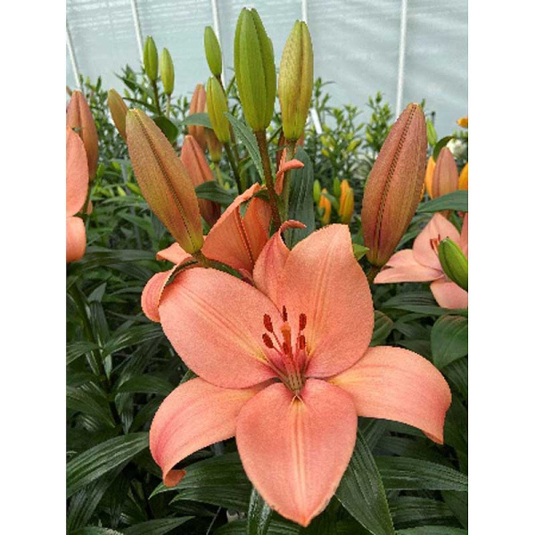 Лилия Корал Сансет 12/14 5 шт 
