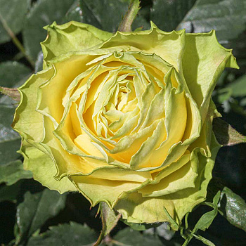 Роза чайно-гибридная Жади Садовита