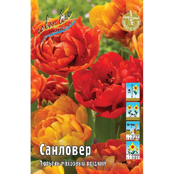 7582 Шоу-Бокс Тюльпан Санловер 10/11 100 шт 
