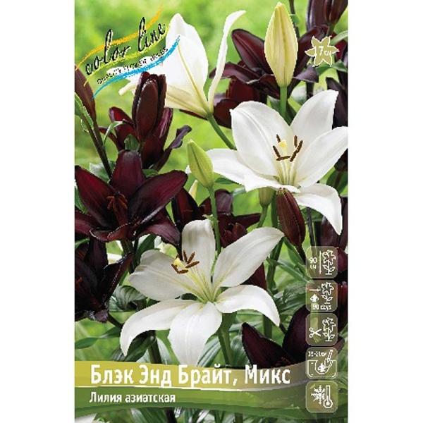 Лилия Блэк Энд Брайт,Микс 12/14 2 шт