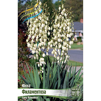 8643 Биг-Пак Юкка Филаментоза 1 yr 25 шт