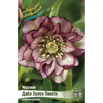 Морозник Дабл Эллен Пикоти I 1 шт