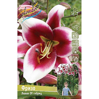 Лилия Фризо 12/14 5 шт 