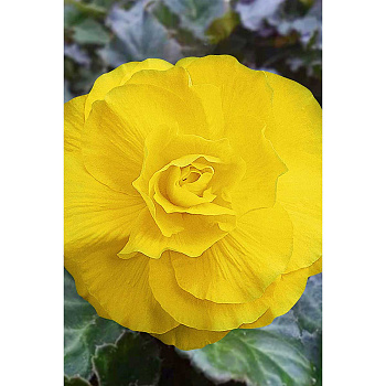 Бегония Махровая Желтая 5/6 3 шт Садовита 