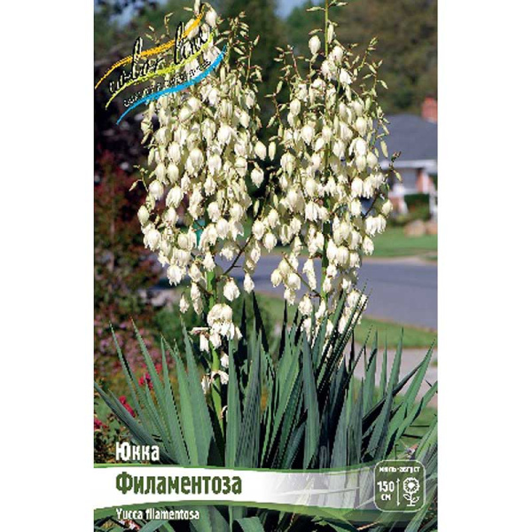 8643 Биг-Пак Юкка Филаментоза 1 yr 25 шт