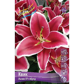 Лилия Квик 12/14 5 шт