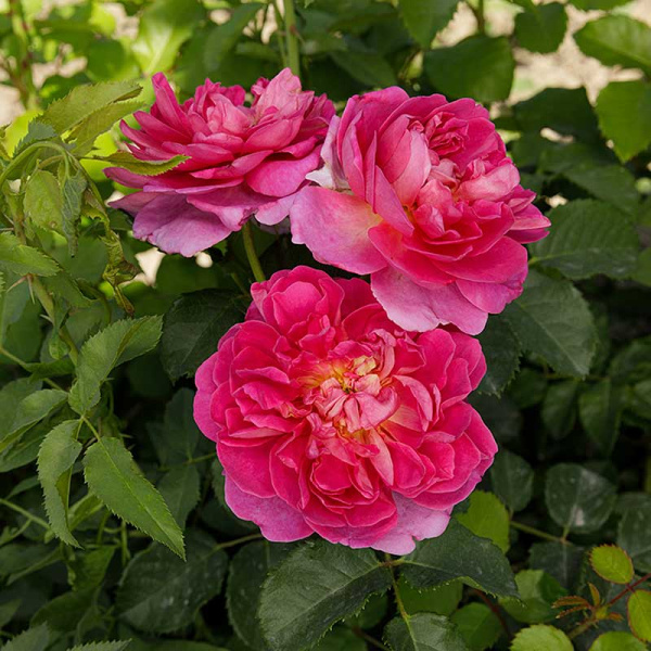 Роза шраб Принцесса Анна (Английская) Садовита