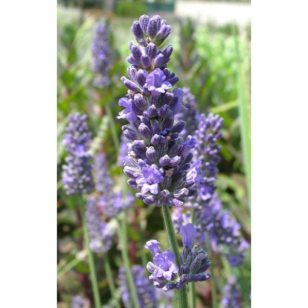 Лаванда Гибридная Феноменал P9 шт