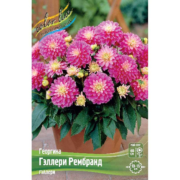 Георгина Гэллери Рембранд I 15 шт Шоу-бокс 9169