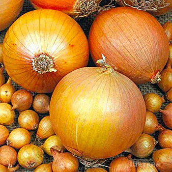 Лук-севок ШЕТАНА 10-21 20кг+/-5%(цена за мешок) РОССИЯ 