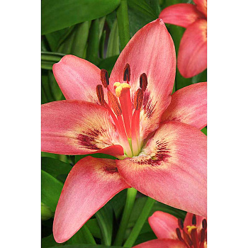 Лилия Тинилко 12/14 5 шт Садовита 