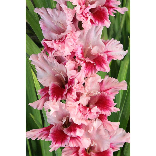 Гладиолус Дверь В Лето 8/10 15 шт, Садовита 