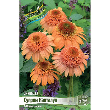 Эхинацея Суприм Канталуп I 1 шт 