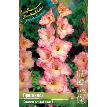 Гладиолус Присцилла 10/12 10 шт 
