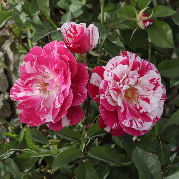 Роза флорибунда Кэнди Ковер Садовита