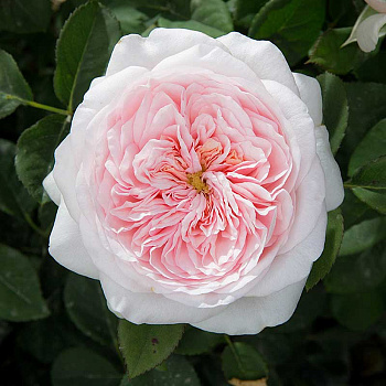 Роза чайно-гибридная Тсумуги Садовита