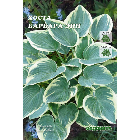 Хоста Барбара Энн 1 n 1 шт Садовита