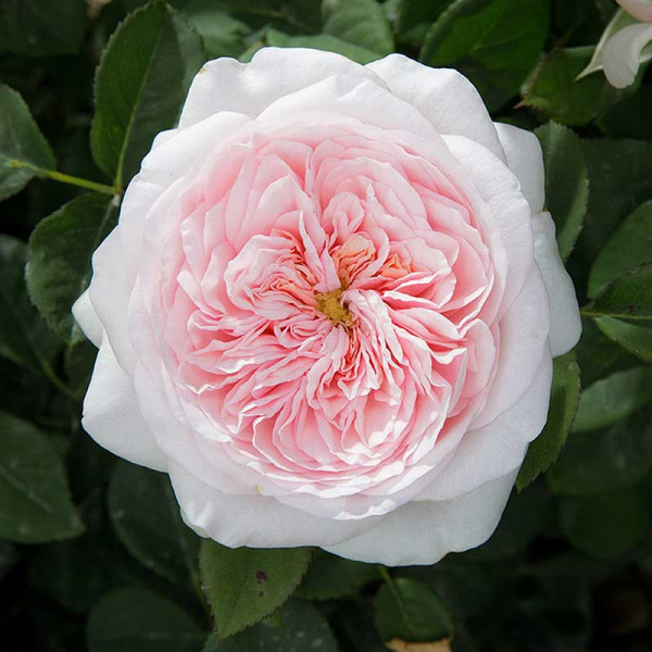 Роза чайно-гибридная Тсумуги Садовита