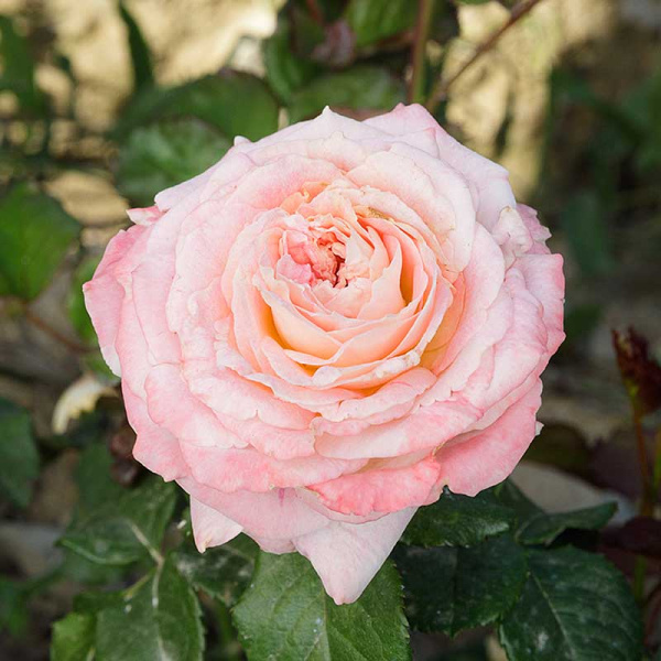 Роза Спрей Дольче Саммерхаус Садовита