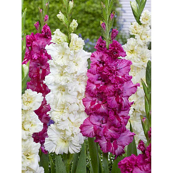 Гладиолус Смесь Плам Энд Крем 10/12 100 шт Шоу-Бокс 7091