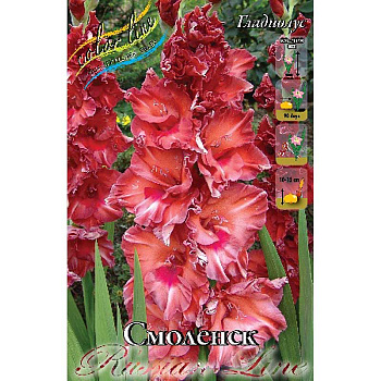 Гладиолус Смоленск 10/12 8 шт