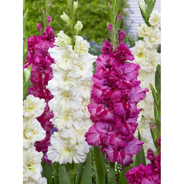 Гладиолус Смесь Плам Энд Крем 10/12 100 шт Шоу-Бокс 7091