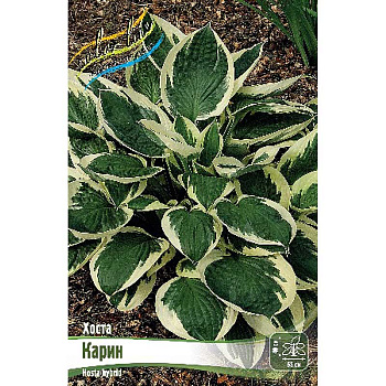 Хоста Карин 1 n 1 шт