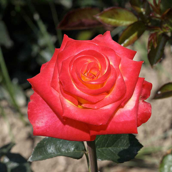 Роза флорибунда Тутти Фрутти Садовита