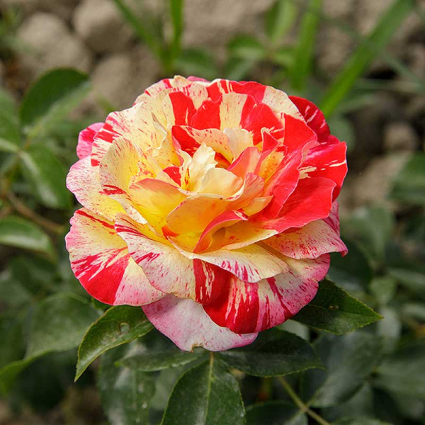 Роза флорибунда Камил Писсаро Садовита