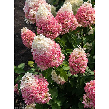 Гортензия Метельчатая Пинки Промисс P12