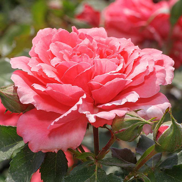 Роза плетистая Розариум Ютерсен Садовита