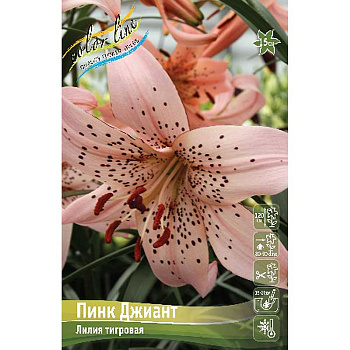 Лилия Пинк Джиант 12/14 25 шт Биг-пак 10571