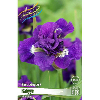 Ирис Сибирский Кабуум I 1 шт
