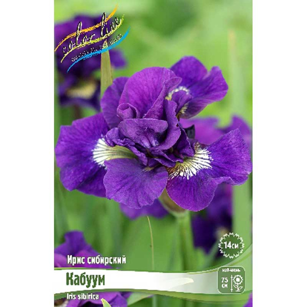 Ирис Сибирский Кабуум I 1 шт