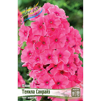 8131 Биг-Пак Флокс Текила Санрайз I 25 шт