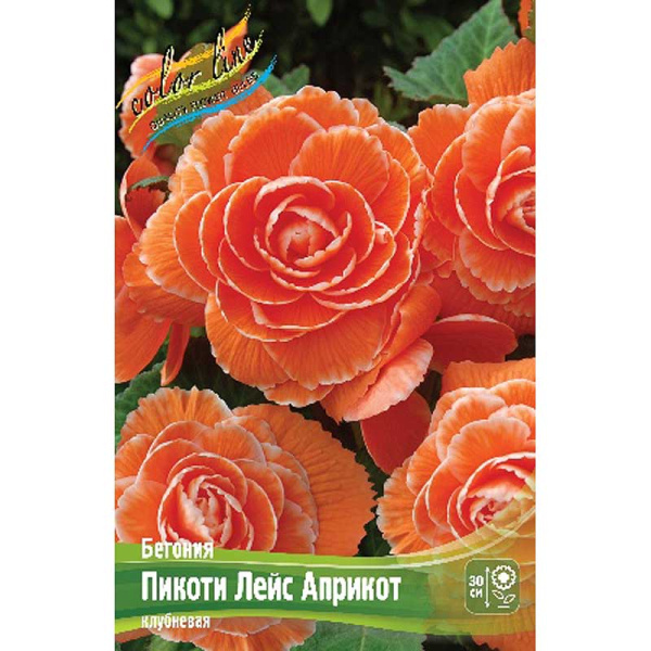 Бегония Пикоти Лейс Априкот 3,5/4 2 шт