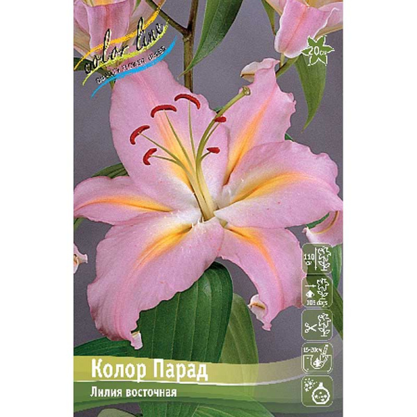 Лилия Колор Парад 12/14 25 шт Биг-пак 10362
