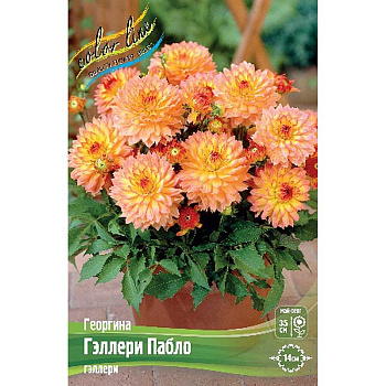 Георгина Гэллери Пабло I 1 шт